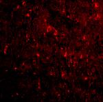 Nogo-A Antibody in Immunocytochemistry (ICC/IF)