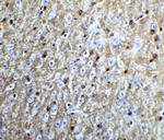 Nogo-A Antibody in Immunohistochemistry (IHC)