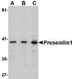 Presenilin 1 Antibody in Western Blot (WB)