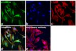 p16INK4a Antibody in Immunocytochemistry (ICC/IF)