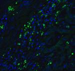 p16INK4a Antibody in Immunohistochemistry (PFA fixed) (IHC (PFA))