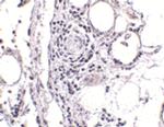 FABP7 Antibody in Immunohistochemistry (IHC)