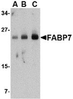 FABP7 Antibody in Western Blot (WB)