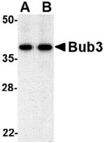 Bub3 Antibody in Western Blot (WB)