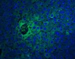 IFN beta Antibody in Immunohistochemistry (PFA fixed) (IHC (PFA))