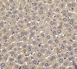 IFN beta Antibody in Immunohistochemistry (Paraffin) (IHC (P))