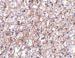 IFN beta Antibody in Immunohistochemistry (Paraffin) (IHC (P))