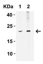 IFN beta Antibody in Western Blot (WB)