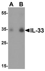 IL-33 Antibody in Western Blot (WB)