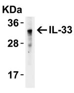 IL-33 Antibody in Western Blot (WB)