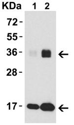 IL-33 Antibody in Western Blot (WB)