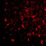 BRE Antibody in Immunohistochemistry (IHC)