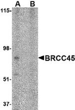 BRE Antibody in Western Blot (WB)