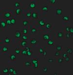 PTEN Antibody in Immunocytochemistry (ICC/IF)