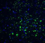 CDNF Antibody in Immunohistochemistry (IHC)