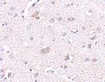 CDNF Antibody in Immunohistochemistry (IHC)