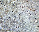 CDNF Antibody in Immunohistochemistry (IHC)