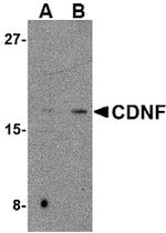 CDNF Antibody in Western Blot (WB)