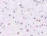 CDNF Antibody in Immunohistochemistry (IHC)