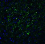 ARMET Antibody in Immunocytochemistry (ICC/IF)