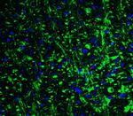 GRIK1 Antibody in Immunohistochemistry (IHC)