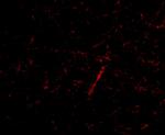 GRIK4 Antibody in Immunocytochemistry (ICC/IF)