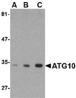ATG10 Antibody in Western Blot (WB)