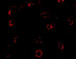 CXCR4 Antibody in Immunocytochemistry (ICC/IF)