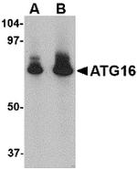 ATG16L1 Antibody in Western Blot (WB)