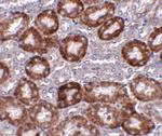 DDIT4 Antibody in Immunohistochemistry (IHC)