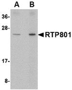 DDIT4 Antibody in Western Blot (WB)