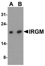 IRGM Antibody in Western Blot (WB)