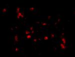 Cathelicidin Antibody in Immunocytochemistry (ICC/IF)