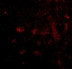 CADPS2 Antibody in Immunohistochemistry (IHC)