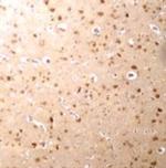 NANOS3 Antibody in Immunohistochemistry (IHC)