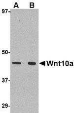 WNT10A Antibody in Western Blot (WB)