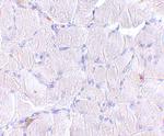 LIMP2 Antibody in Immunohistochemistry (IHC)