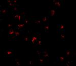 GRTP1 Antibody in Immunocytochemistry (ICC/IF)