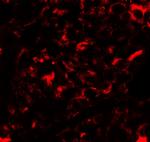 NANOS2 Antibody in Immunocytochemistry (ICC/IF)