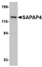 SAPAP4 Antibody in Western Blot (WB)