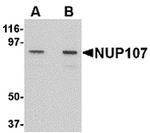 NUP107 Antibody in Western Blot (WB)