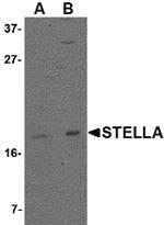 Stella Antibody in Western Blot (WB)