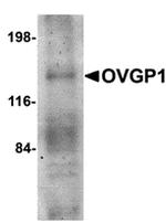 OVGP1 Antibody in Western Blot (WB)