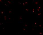 ITGA4 Antibody in Immunocytochemistry (ICC/IF)