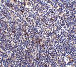 S1P1 Antibody in Immunohistochemistry (IHC)