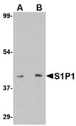 S1P1 Antibody in Western Blot (WB)