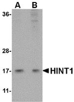 HINT1 Antibody in Western Blot (WB)