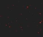 AAK1 Antibody in Immunohistochemistry (IHC)