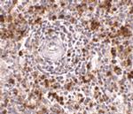 EBI3 Antibody in Immunohistochemistry (Paraffin) (IHC (P))