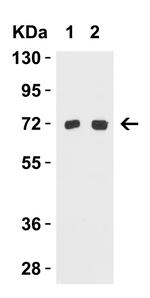 TOM70 Antibody in Western Blot (WB)